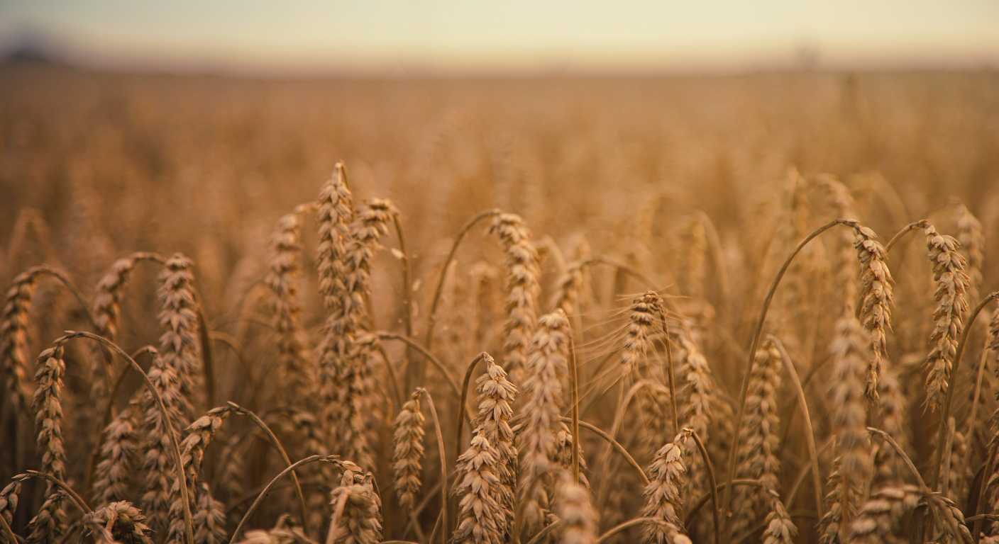 Premium Grains